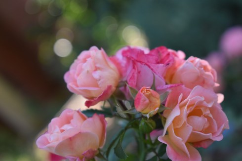 45E42D69-A2EF-4FFF-BE0E-CCE7F6E00027_1_201_a